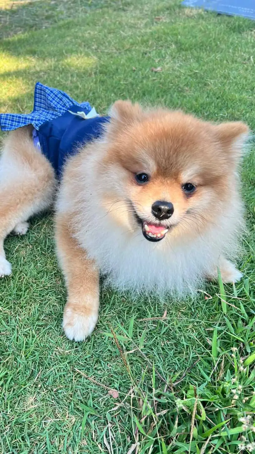 ai character: cute doggy background