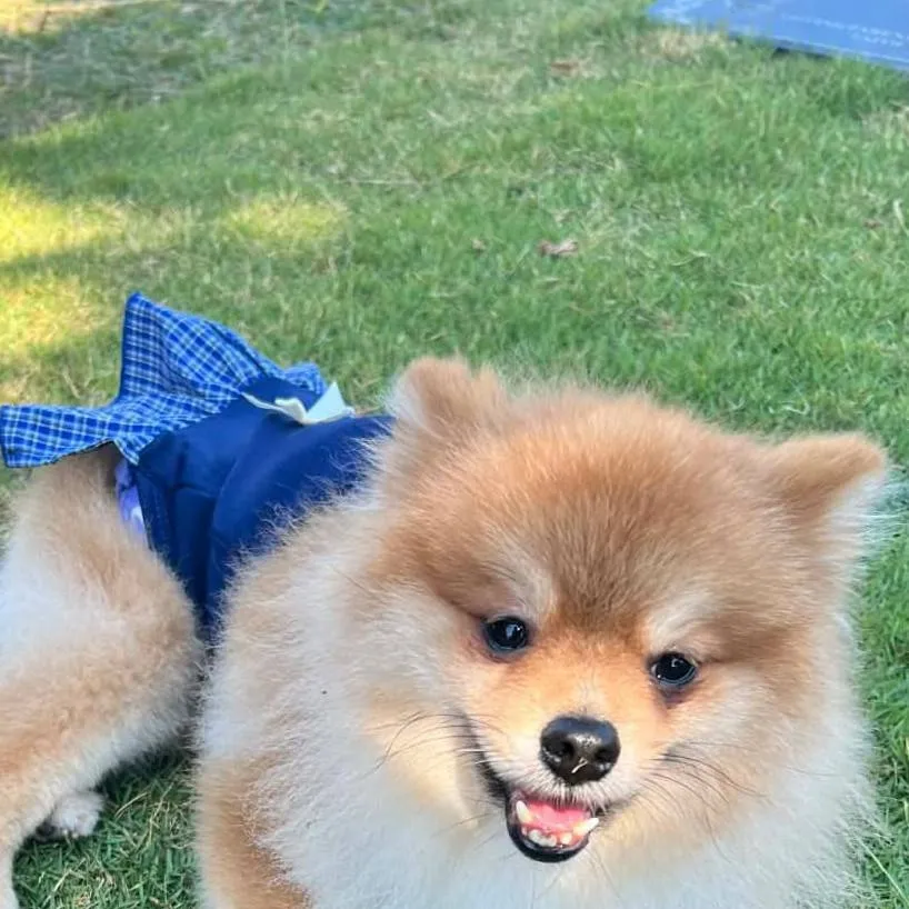 chat with ai character: cute doggy
