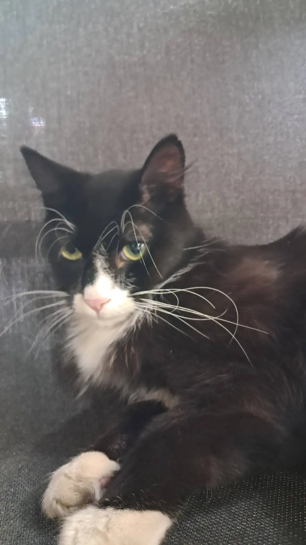 ai character: Hogwarts background