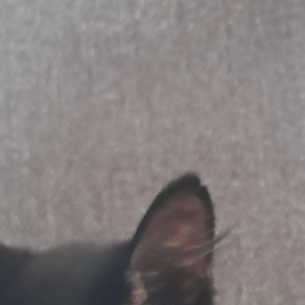 chat with ai character: Hogwarts