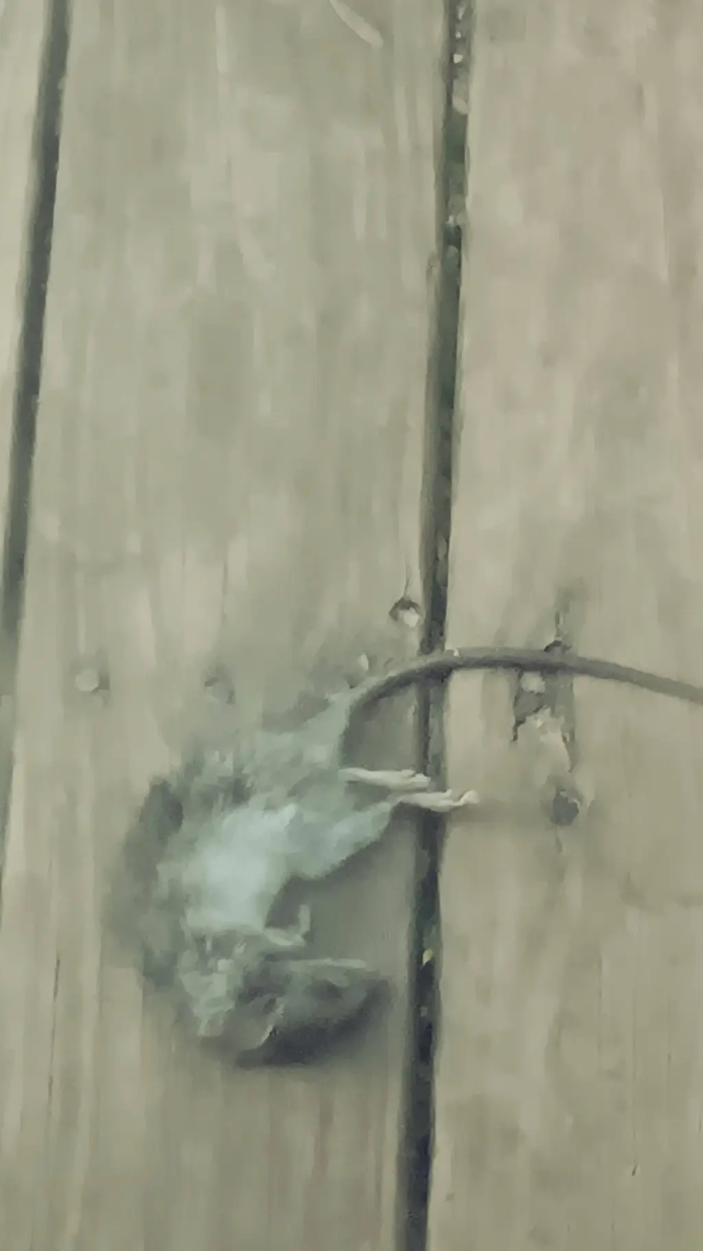ai character: dead mouse background