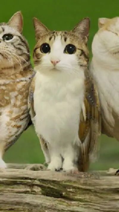 ai character: Meowl background