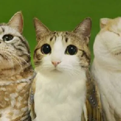 chat with ai character: Meowl