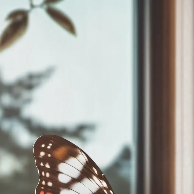 chat with ai character: wish butterfly 