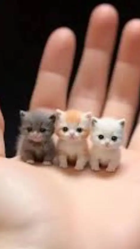 ai character: smallest kittens background