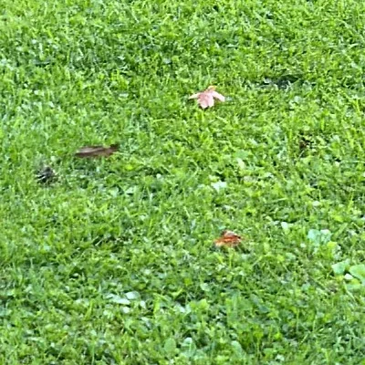 chat with ai character: 4th o￼f July 