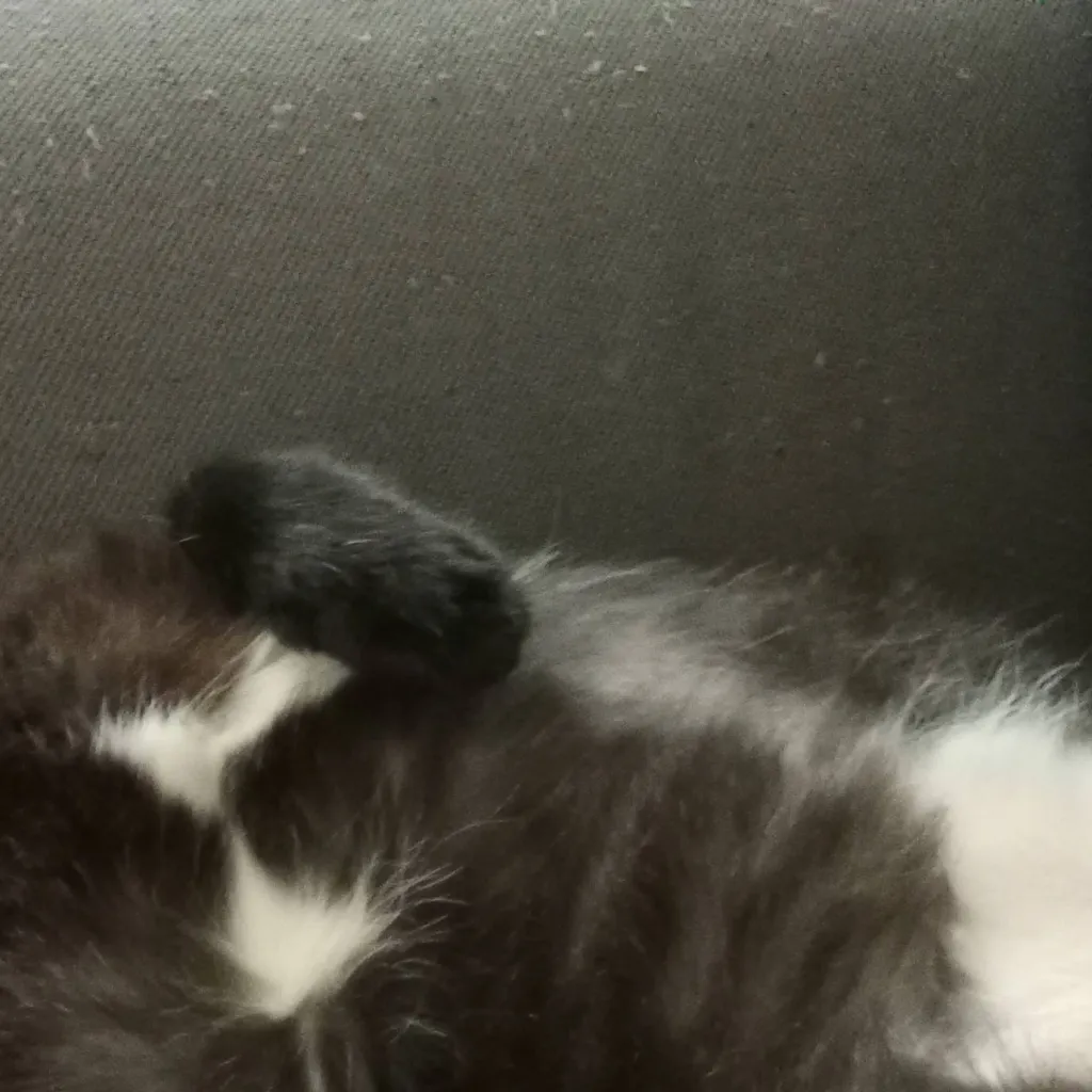 chat with ai character: my cat :)