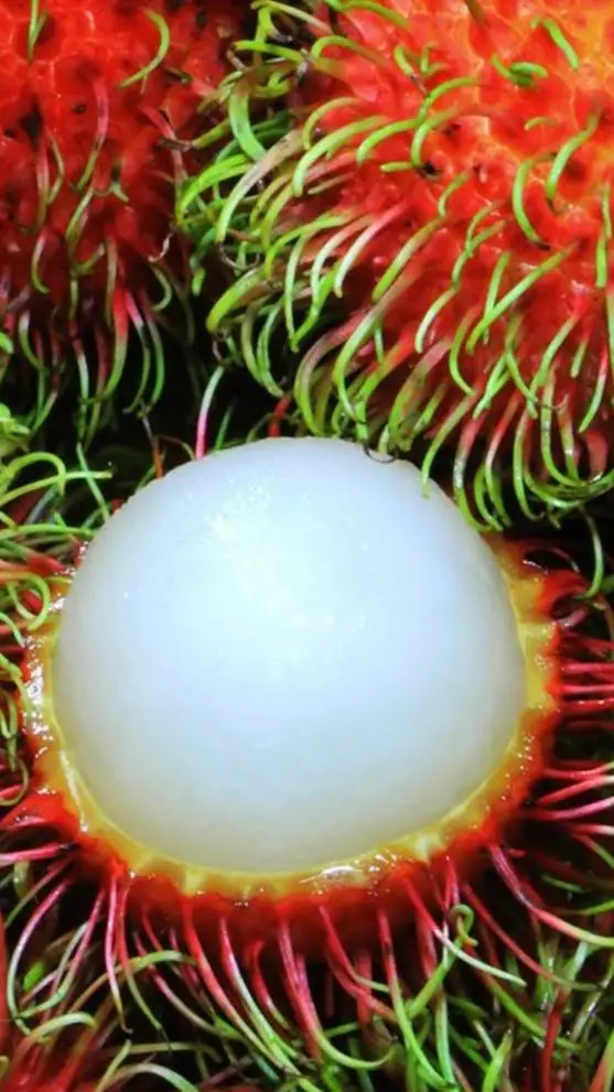 ai character: Rambutan background