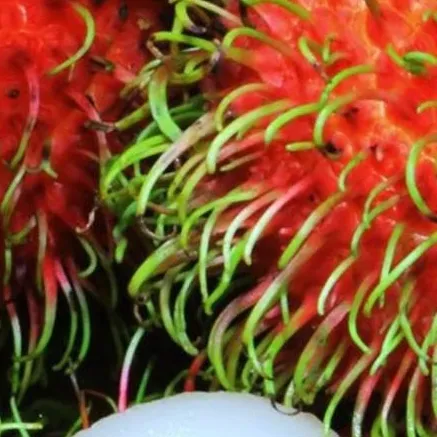 chat with ai character: Rambutan