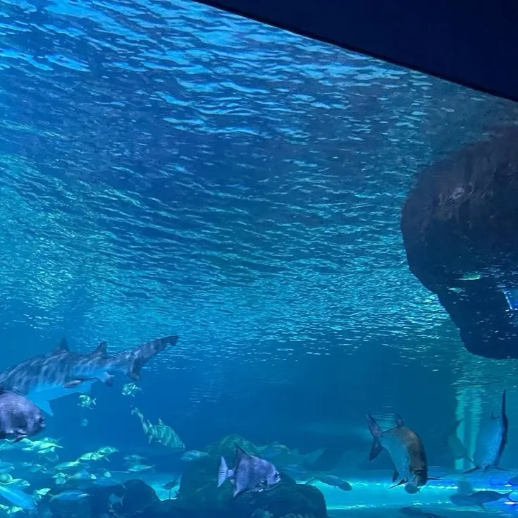 chat with ai character: The Aquarium