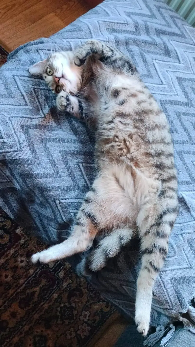 Talkie AI - Chat with Cat