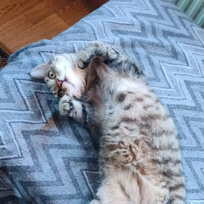chat with ai character: Cat