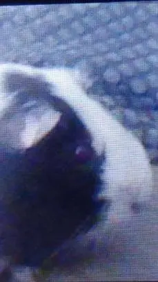 ai character: unikitty  background