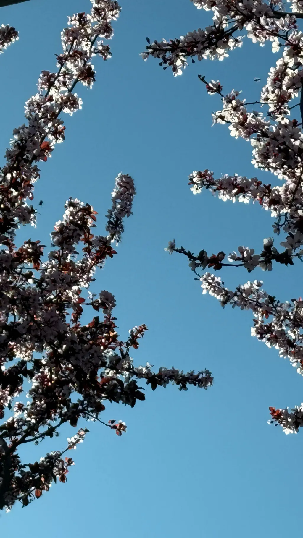 ai character: Demon Tanjiro background