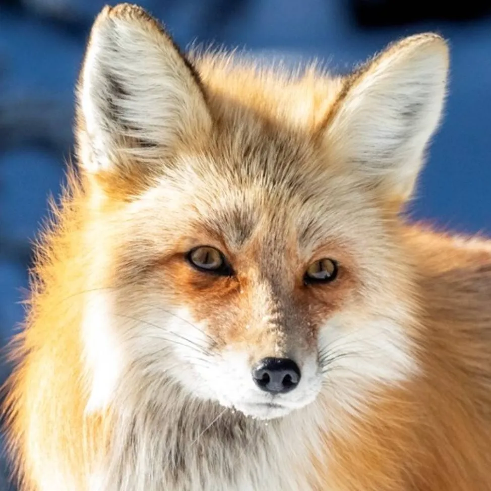 chat with ai character: Eddsworld Furry's