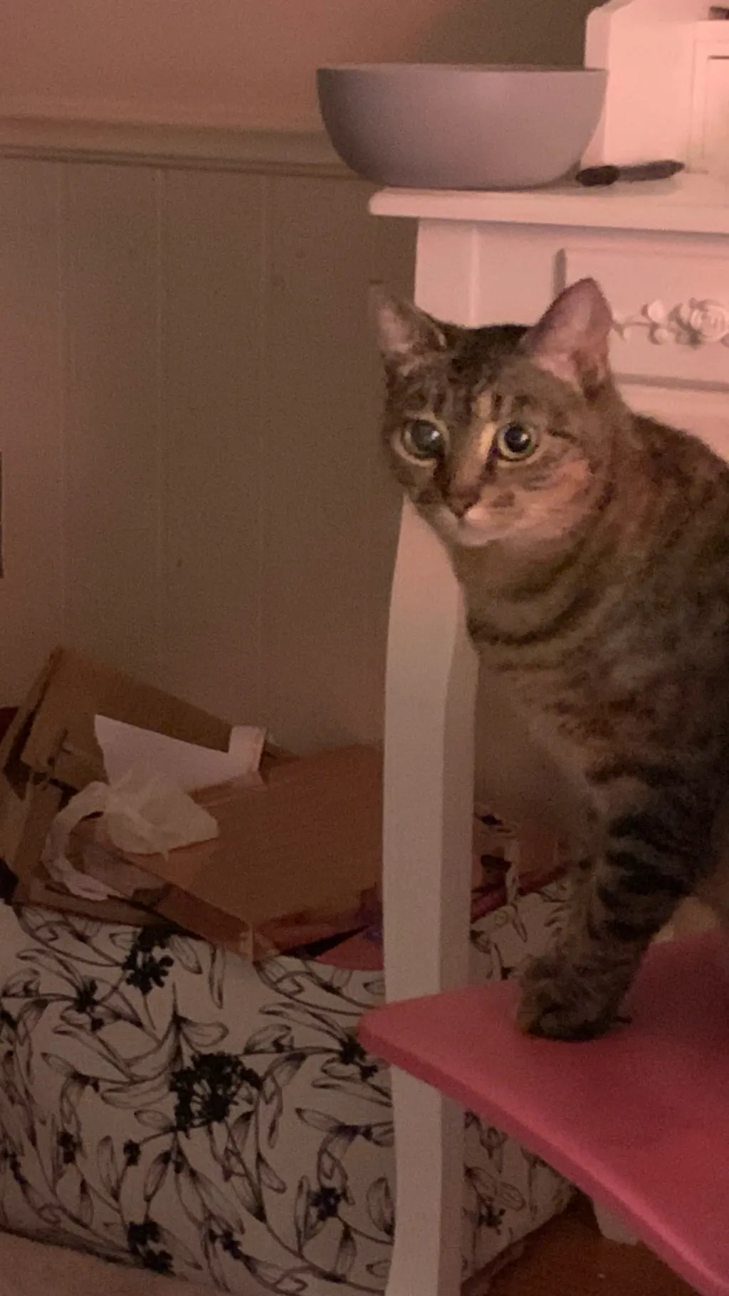 ai character: my cat lucille background