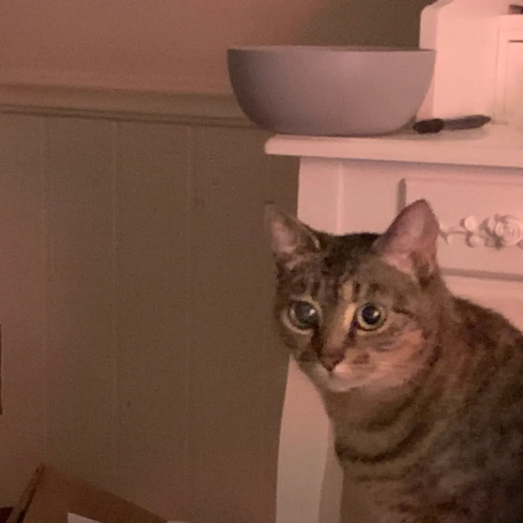 chat with ai character: my cat lucille