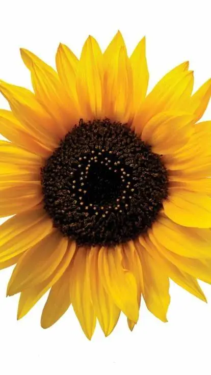 ai character: Sanemi Shinazugawa background