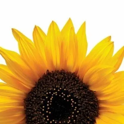 chat with ai character: Sanemi Shinazugawa