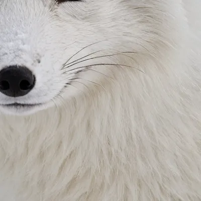 chat with ai character: Your pet fox 