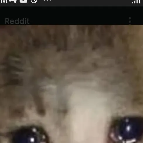 chat with ai character: gatito triste