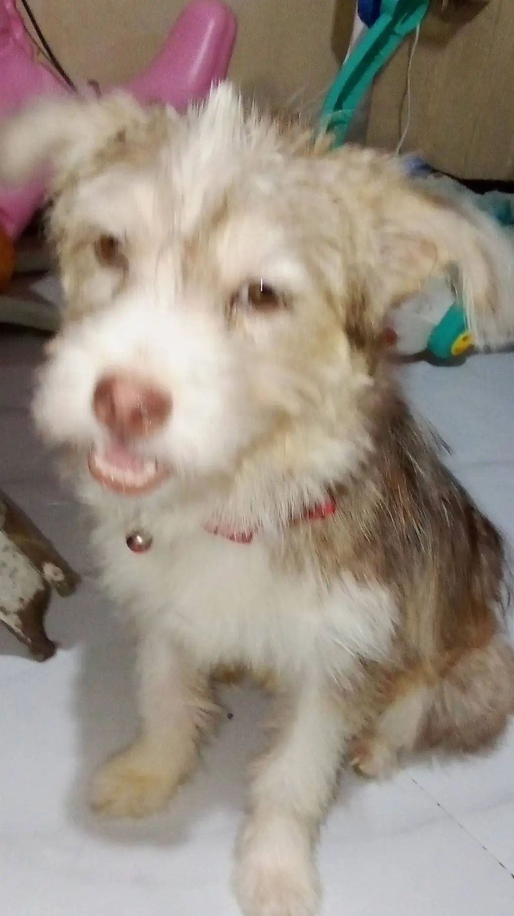 ai character: my dog Luna background