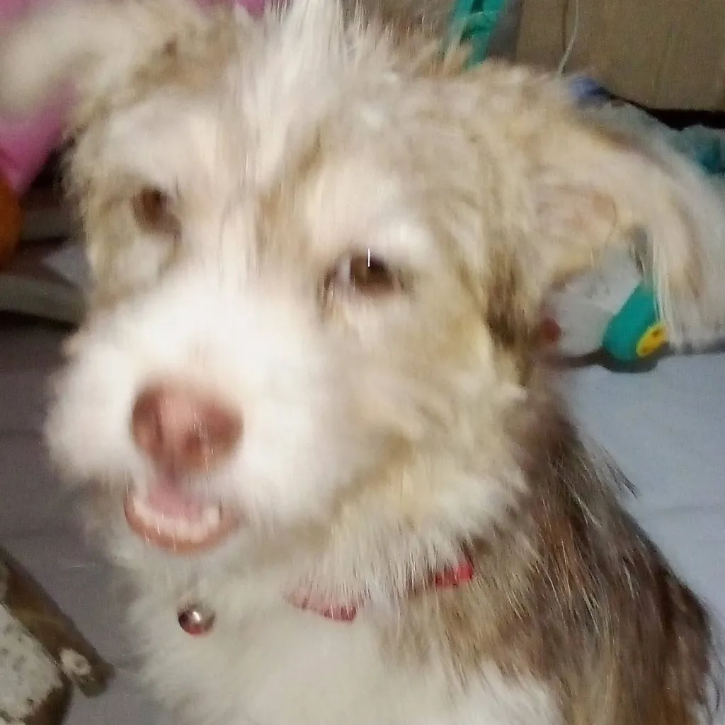 chat with ai character: my dog Luna