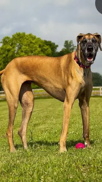 ai character: karen  background