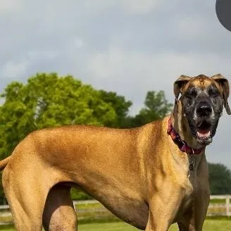 chat with ai character: karen 