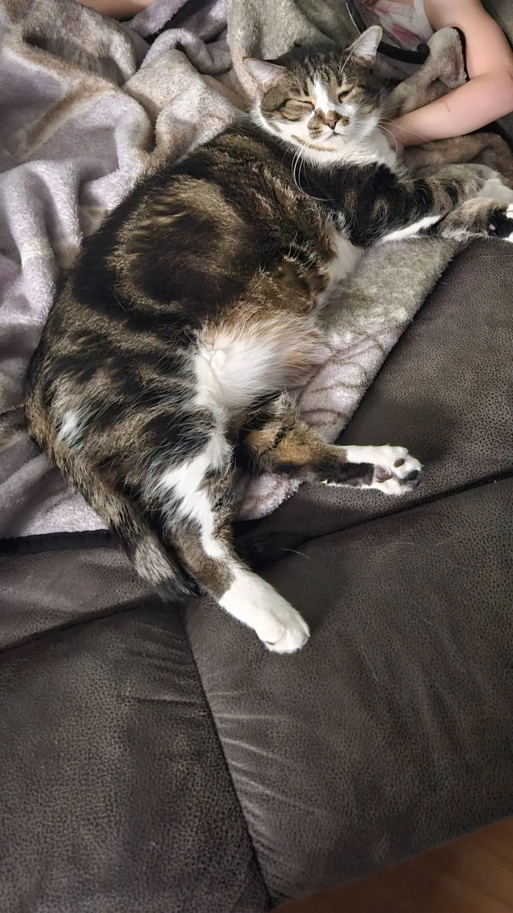 ai character: my cat background