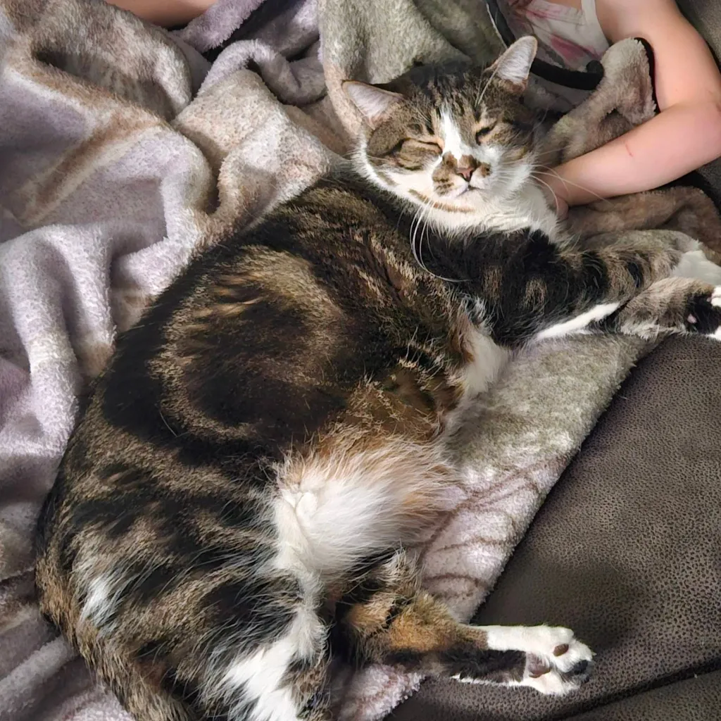 chat with ai character: my cat