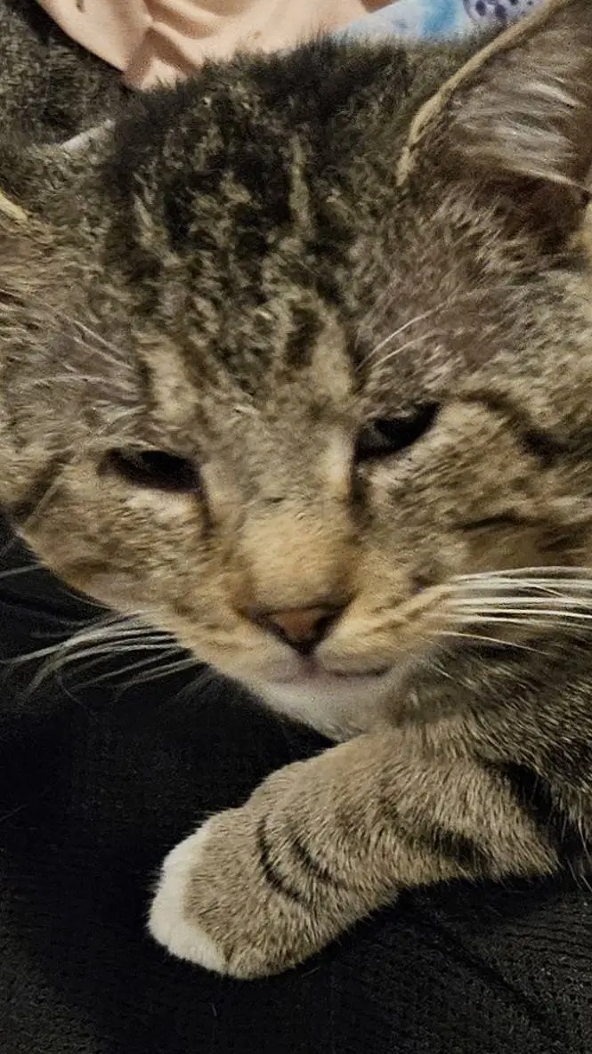 ai character: brownie background