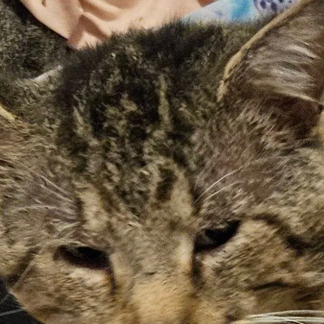 chat with ai character: brownie