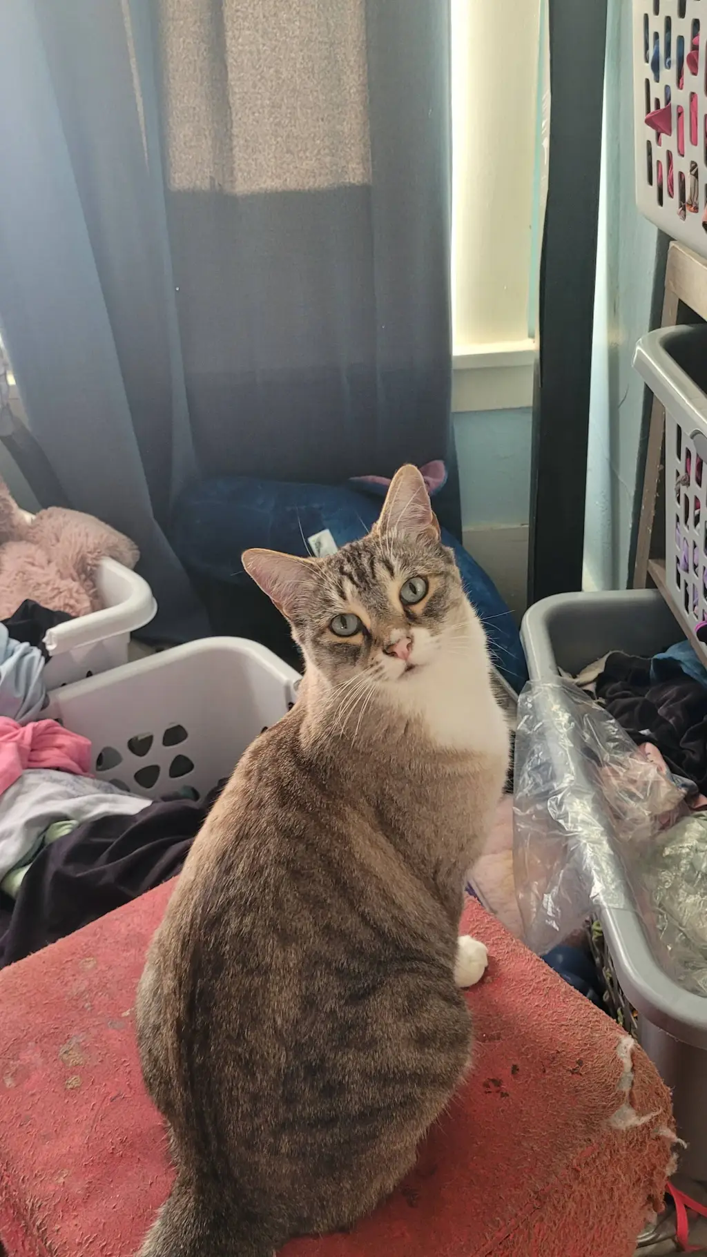 ai character: one piece  background