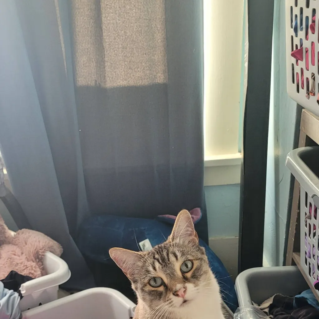 chat with ai character: one piece 