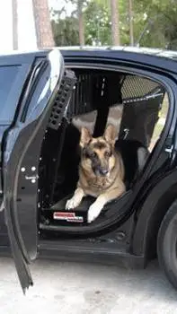 ai character: K9 Logan  background