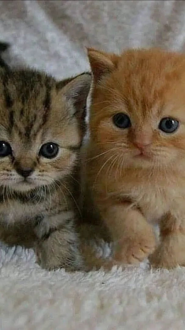 ai character: Ginger and Coco background