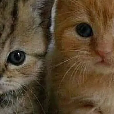 chat with ai character: Ginger and Coco