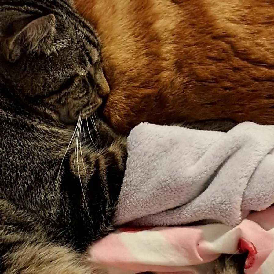 chat with ai character: purplestar02