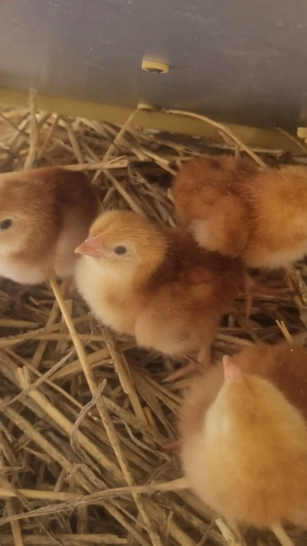 ai character: The 4 Chicks background