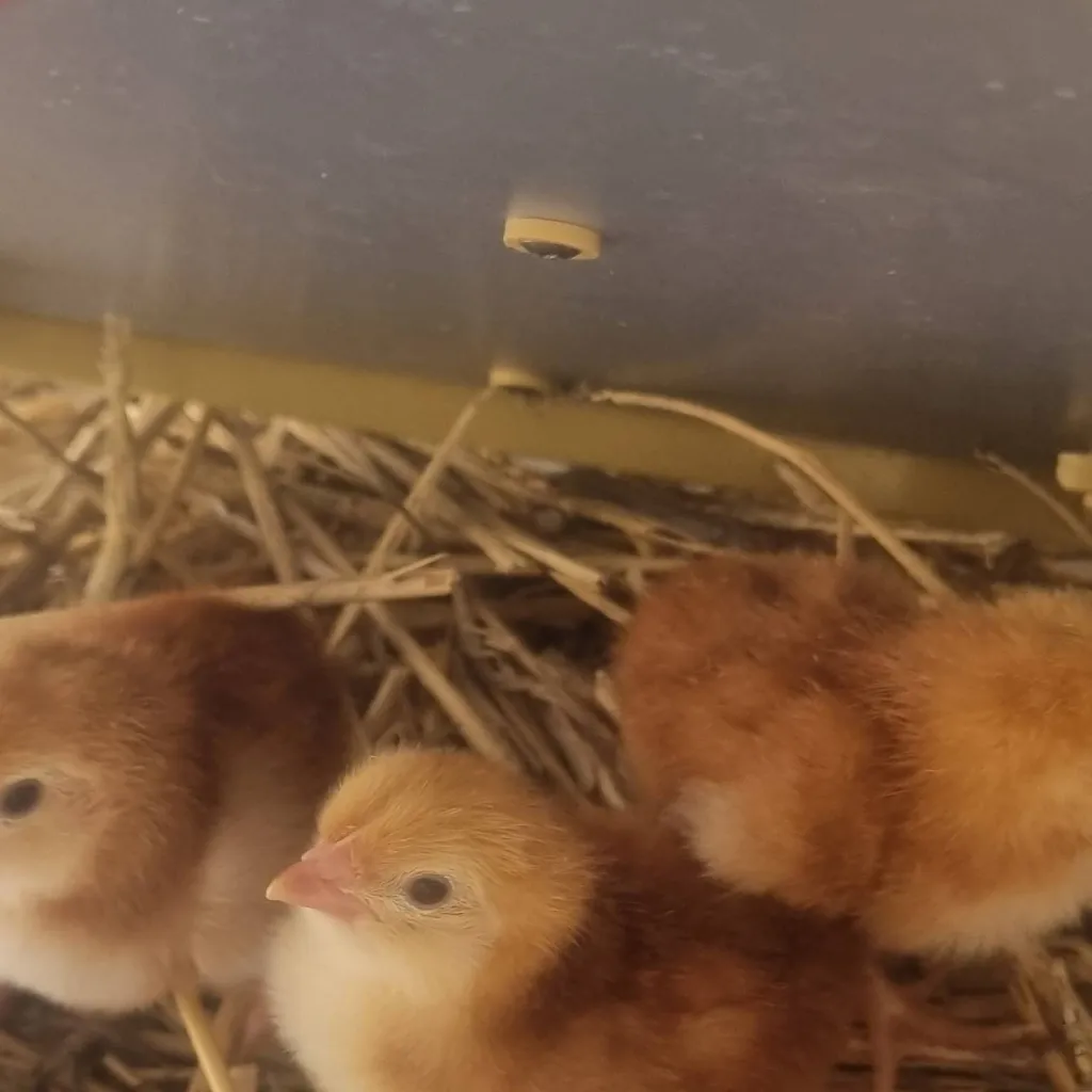 chat with ai character: The 4 Chicks