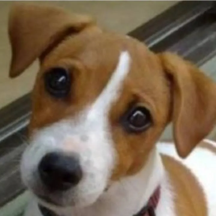 chat with ai character: Il tuo cane