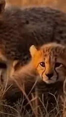 ai character: cheetah cub background