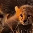 chat with ai character: cheetah cub