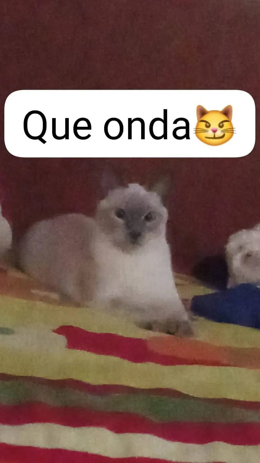 ai character: michu background