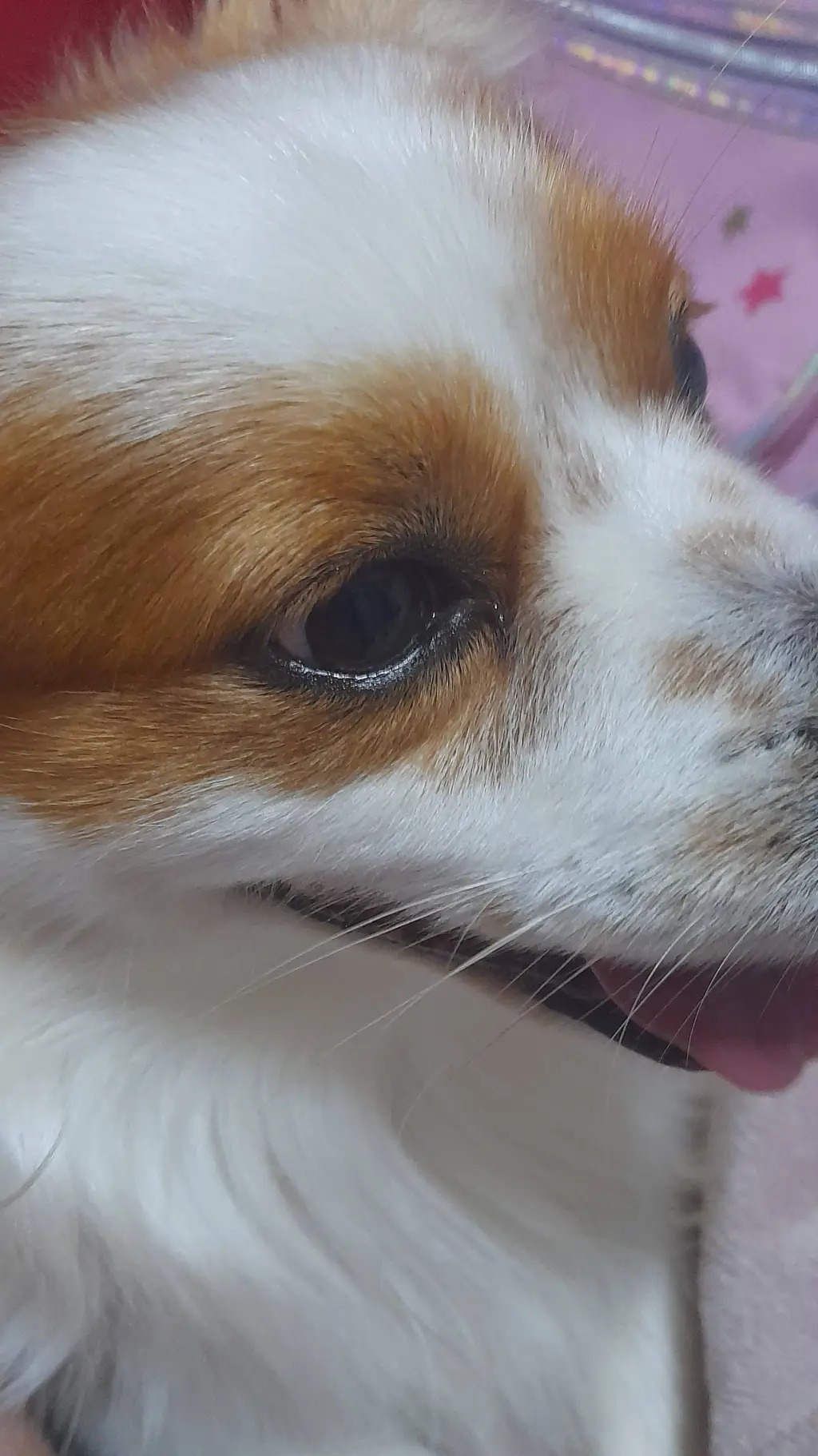 ai character: meu cachorruh background