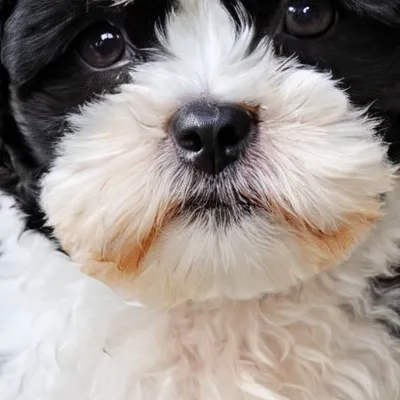chat with ai character: Rich dog breeding