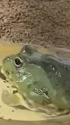 ai character: frog background