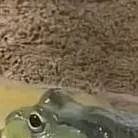 chat with ai character: frog
