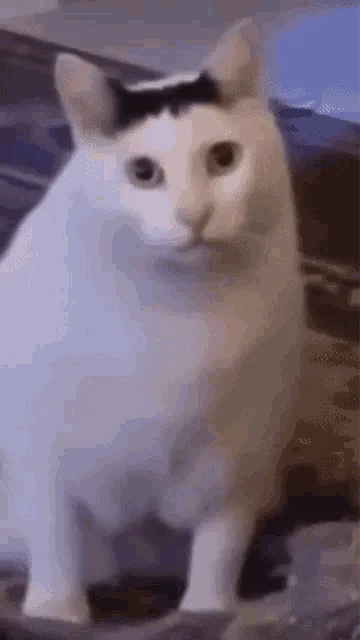 ai character: AI ROASTING CAT💀 background
